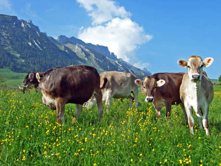 Cows on the pastures of the slopes of Alpstein mountain range and the fertile Rhine river valley (Rheintal), Gams - Canton of St. Gallen, Switzerlandの写真素材