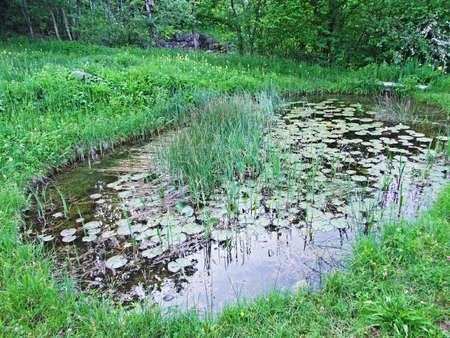 An artificial pond with a dam and mini marshes on the Grabserbach stream, Grabs - Canton of St....