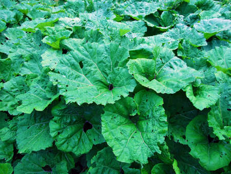 The butterbur (Petasites hybridus), Die GewÃ¶hnliche Pestwurz, Bach-Pestwurz oder Rote Pestwurz, Lopuh ili repuhの写真素材