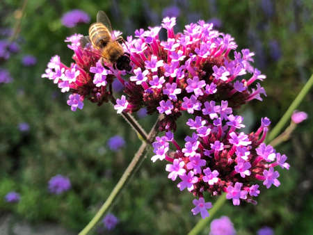 Diverse flora and tropical flowers in the Botanical Garden St. Gallen, Switzerland (Der Botanische...