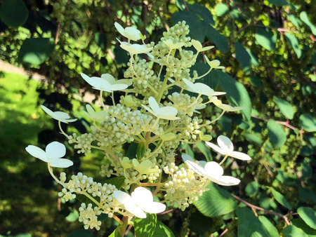 Diverse flora and tropical flowers in the Botanical Garden St. Gallen, Switzerland (Der Botanische...