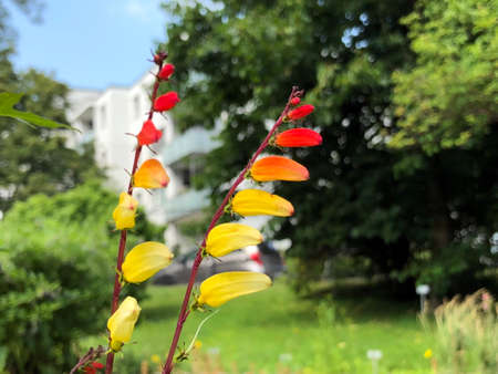 Diverse flora and tropical flowers in the Botanical Garden St. Gallen, Switzerland (Der Botanische...