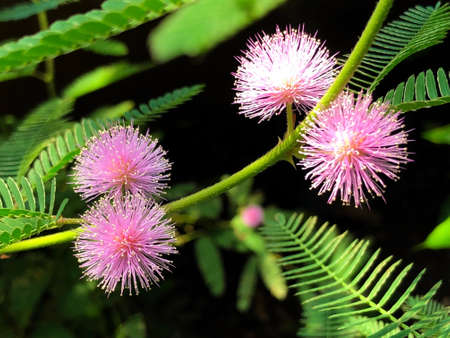 Diverse flora and tropical flowers in the Botanical Garden St. Gallen, Switzerland (Der Botanische Garten Sankt Gallen, Schweiz)の写真素材