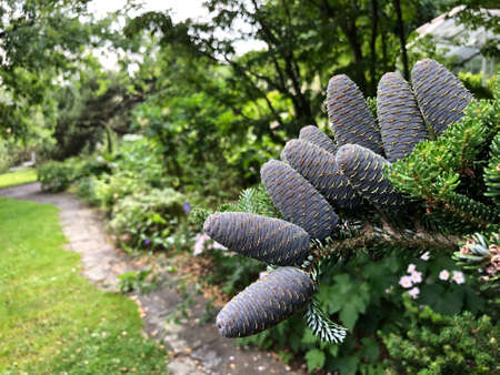 Diverse flora and tropical flowers in the Botanical Garden St. Gallen, Switzerland (Der Botanische...