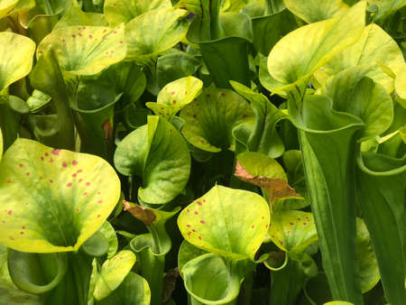 Diverse flora and tropical flowers in the Botanical Garden St. Gallen, Switzerland (Der Botanische...