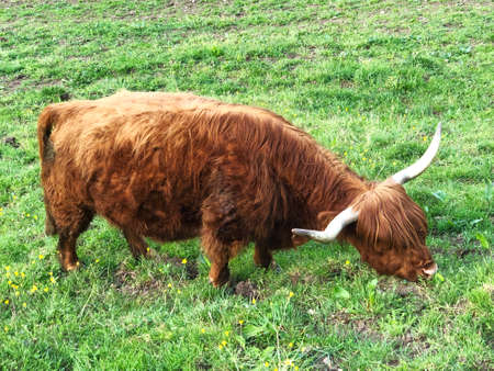 Highland cattle on pastures and slopes of the Vitznauerstock peak and Rigi mountain - Canton of Lucerne, Switzerlandの写真素材