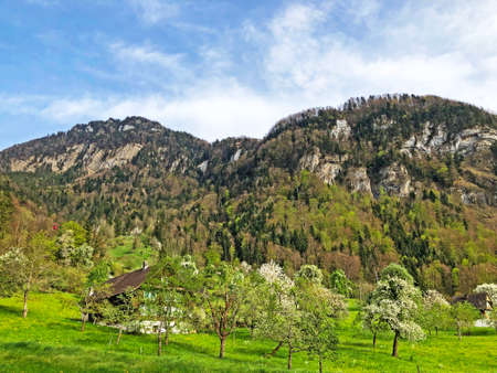 Trees and mixed forest in early spring on the slopes between the Lucerne lake and the Vitznauerstock peak - Canton of Lucerne, Switzerlandの写真素材