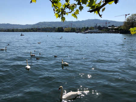 Lake Zurich or Der ZÃ¼richsee (Zuerichsee or Zurichsee) in the city of Zurich, Switzerlandの写真素材