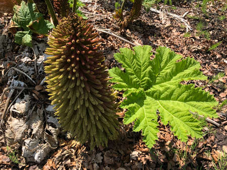 Gunnera tinctoria, giant rhubarb, Chilean rhubarb or Mammutblatt - Botanical Garden Zurich or...