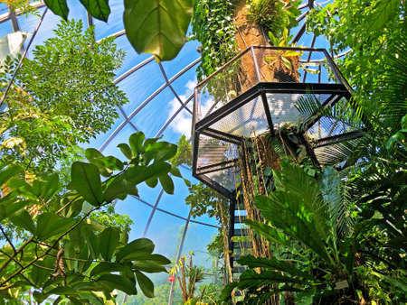 Tropical house, Lowland forest or Tiefland Wald - Botanical Garden Zurich or Botanischer Garten Zuerich, Switzerlandの写真素材