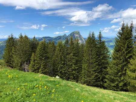 Evergreen or coniferous forests in the valley of Wagital or Waegital and by the alpine Lake Wagitalersee (Waegitalersee), Innerthal - Canton of Schwyz, Switzerland (Kanton Schwyz, Schweiz)の写真素材