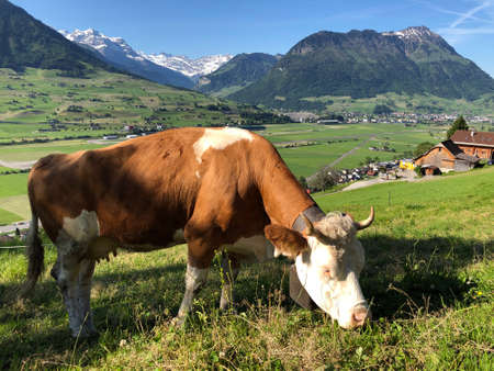 Cows on the grasslands on the glades of the hills and the slopes of the mountains along Lake Luzerne...
