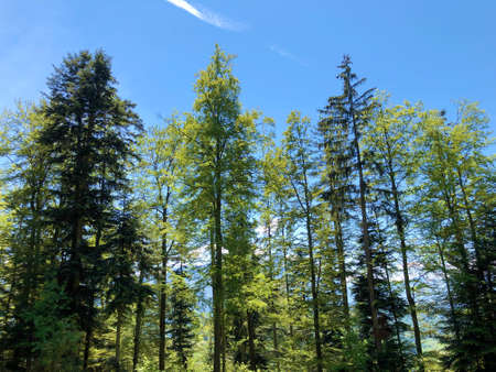 Mixed trees and deciduous forests on the the slopes of the Mountain BÃ¼rgenstock or Buergenstock...