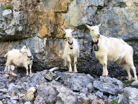 Goats on the on meadows and pastures in the valley of Seealp and by the alpine Lake Seealpsee (Appenzellerland region) - Canton of Appenzell Innerrhoden, Switzerlandの写真素材