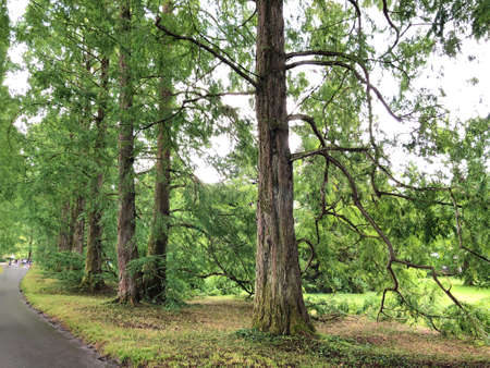 Metasequoia Avenue or Metasequoia-Allee (Flower Island Mainau on the Lake Constance or Die...