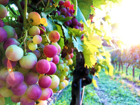 Grapes in the late evening sun in Slavonian vineyards - Pozega, Croatia (Kroatien / Croazia /...