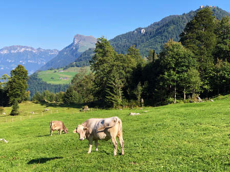 Cows on the on meadows and pastures on the slopes of the Alps by the lake Lucerne or Vierwaldstaetersee lake (VierwaldstÃ¤ttersee) and under the Buochserhorn mountain - Canton of Nidwalden, Switzerlandの写真素材
