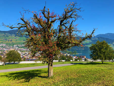 Young organic orchards and green Swiss pastures on the slopes of the Buochserhorn mountain and by the lake Lucerne or Vierwaldstaetersee lake (Vierwaldstattersee or VierwaldsÃ¤ttersee), Buochsの写真素材