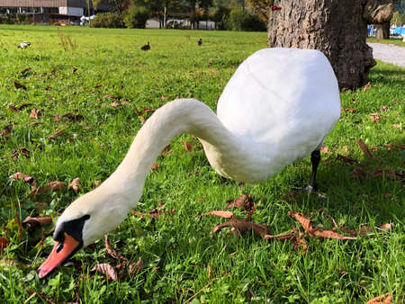 A magnificent white swan on a green grassy surface, Alpnach - Canton of Obwalden, Switzerland / Schweizの写真素材