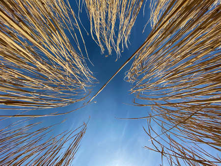 Field of dried tall grass or Carex plant next to Wetzwil settlement - Canton of ZÃ¼rich (Zurich or Zuerich), Switzerland (Schweiz)の写真素材