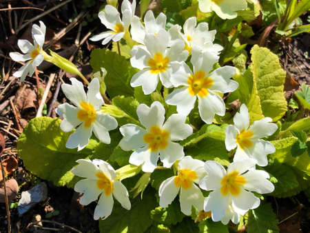 The common primrose (Primula vulgaris), Die StÃ¤ngellose SchlÃ¼sselblume (Die Staengellose...