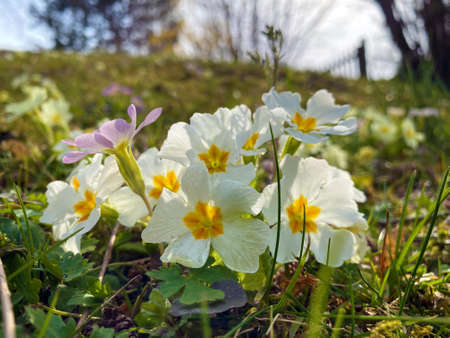 The common primrose (Primula vulgaris), Die StÃ¤ngellose SchlÃ¼sselblume (Die Staengellose...