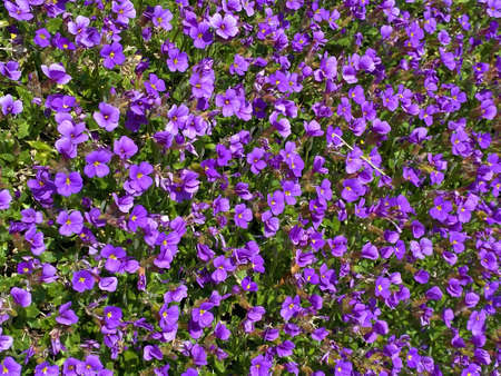 Ornamental garden flowers as street decoration in the urban suburbs - Canton of ZÃ¼rich (Zurich or...
