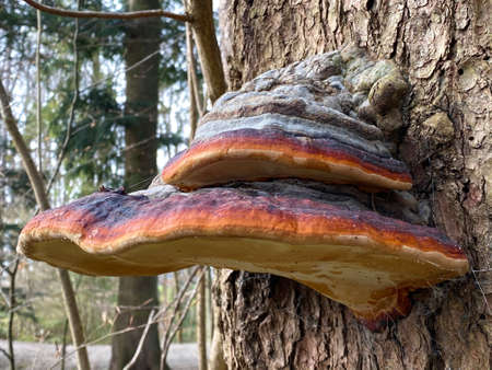 The red belt conk (Fomitopsis pinicola), Rotrandiger Baumschwamm oder Rotrandiger Schichtporling,...