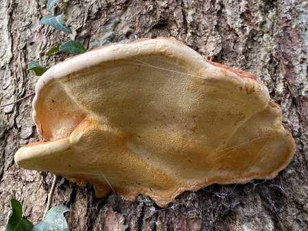 The red belt conk (Fomitopsis pinicola), Rotrandiger Baumschwamm oder Rotrandiger Schichtporling,...