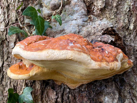 The red belt conk (Fomitopsis pinicola), Rotrandiger Baumschwamm oder Rotrandiger Schichtporling,...