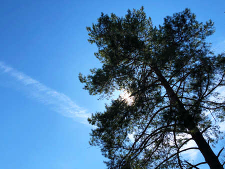 View of the sun through the branches of a lone trees in early spring - Canton of ZÃ¼rich (Zurich...