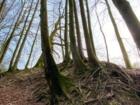 Early-spring mixed forests on the hills and along streams over Lake Zurich - Canton of ZÃ¼rich (Zurich or Zuerich), Switzerland (Schweiz)の写真素材