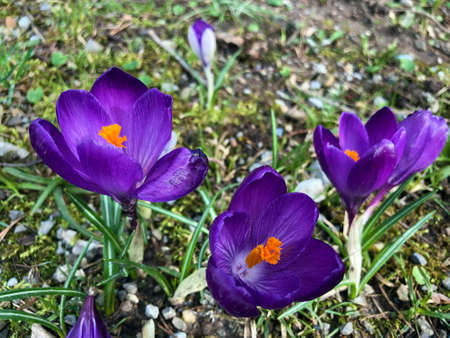 Spring crocus (Crocus vernus), Giant crocus, Der FrÃ¼hlings-Krokus (Fruhlings-Krokus oder...