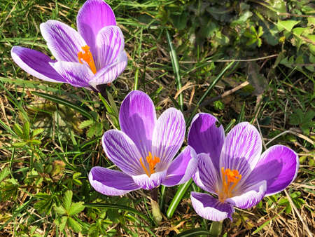 Spring crocus (Crocus vernus), Giant crocus, Der FrÃ¼hlings-Krokus (Fruhlings-Krokus oder...