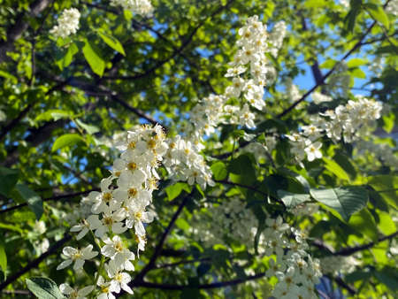 Flowering fruit trees and spring flowers along the Glatt River - ZÃ¼rich (Zuerich or Zurich), Switzerland (Schweiz)の写真素材