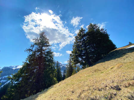View of the sky and sun through the branches of trees in early spring from the Eigental alpine valley, Eigenthal - Canton of Lucerne, Switzerland (Kanton Luzern, Schweiz)の写真素材