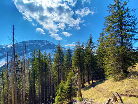 Evergreen forest or coniferous trees on the slopes of hills in the Eigental alpine valley, Eigenthal - Canton of Lucerne, Switzerland (Kanton Luzern, Schweiz)の写真素材