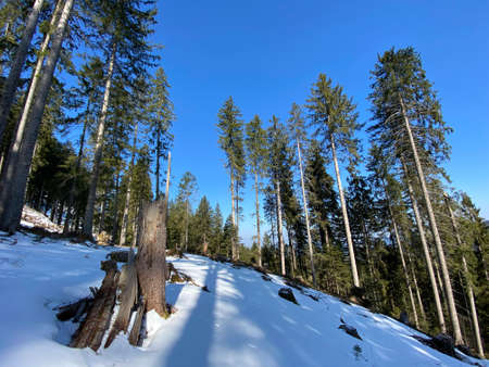 The early spring atmosphere and the last remnants of winter in the Alptal alpine valley, Einsiedeln...