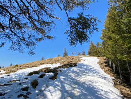 The early spring atmosphere and the last remnants of winter in the Alptal alpine valley, Einsiedeln - Canton of Schwyz, Switzerland (Kanton Schwyz, Schweiz)の写真素材