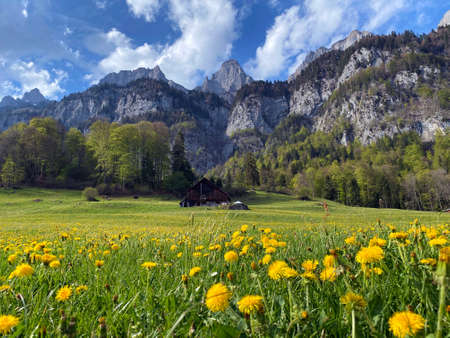 Alpine pastures and grasslands of the Seeztal valley and over lake Walensee, Walenstadtberg - Canton of St. Gallen, Switzerland (Kanton St. Gallen, Schweiz)の写真素材