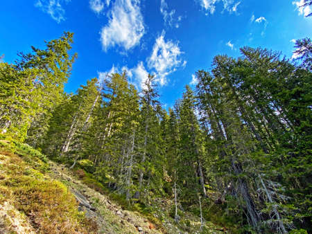Evergreen forest or coniferous trees on the slopes of the Pilatus massif and in the alpine valleys...