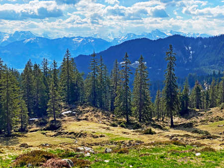Evergreen forest or coniferous trees on the slopes of the Pilatus massif and in the alpine valleys below the mountain peaks, Alpnach - Canton of Obwalden, Switzerland (Kanton Obwalden, Schweiz)の写真素材