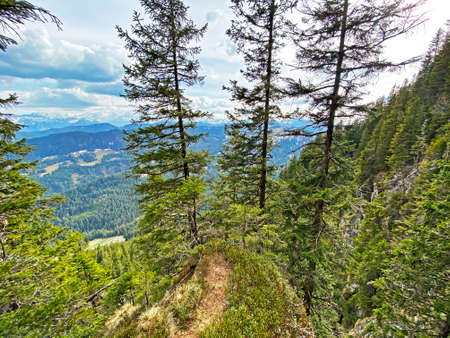 Evergreen forest or coniferous trees on the slopes of the Pilatus massif and in the alpine valleys...