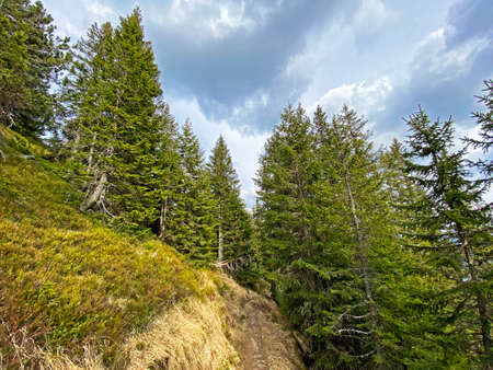 Evergreen forest or coniferous trees on the slopes of the Pilatus massif and in the alpine valleys...