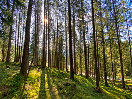 View of the sky and sun through the trees in the alpine forests on the slopes of the Pilatus mountain range, Alpnach - Canton of Obwalden, Switzerland (Kanton Obwald, Schweiz)の写真素材