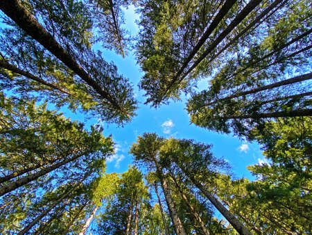 View of the sky and sun through the trees in the alpine forests on the slopes of the Pilatus...