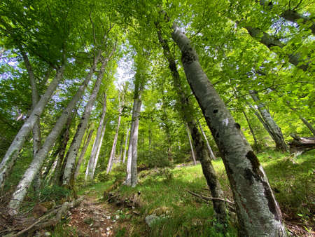 Mixed forests and thinned out trees on the slopes of the Pilatus massif and in the alpine valleys below the mountain peaks, Alpnach - Canton of Obwalden, Switzerland (Kanton Obwald, Schweiz)の写真素材