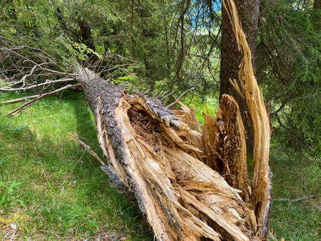 Mixed forests and thinned out trees on the slopes of the Pilatus massif and in the alpine valleys...