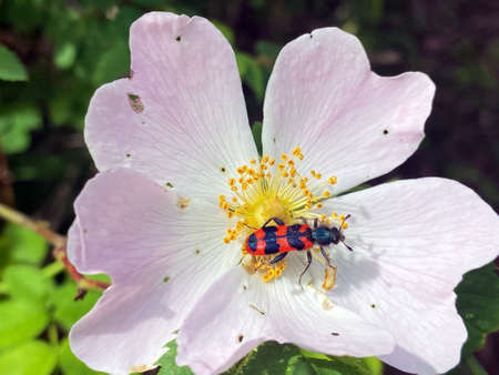 A wild rose flower or a Eglantine with an insect in pollination on alpine pastures, Alpnach - Canton...
