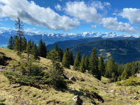 Evergreen forest or coniferous trees on the slopes of the Pilatus massif and in the alpine valleys below the mountain peaks, Alpnach - Canton of Obwalden, Switzerland (Kanton Obwald, Schweiz)の写真素材